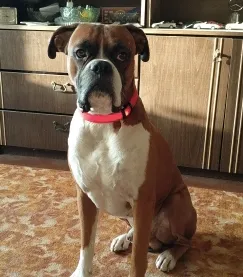 USB Rechargeable LED Dog Collar