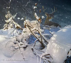 Waiting Out the Storm - Deer